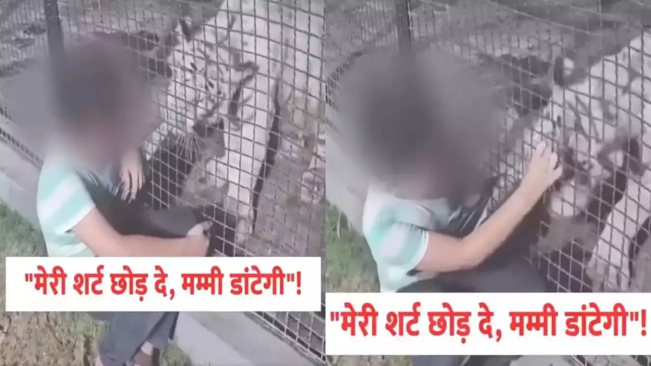 Boy pleads with tiger: ‘Leave me, mom will scold me!’ - News Karnataka