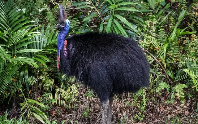 Cassowaries: Australia’s Prehistoric Guardian of the Rainforest - News Karnataka