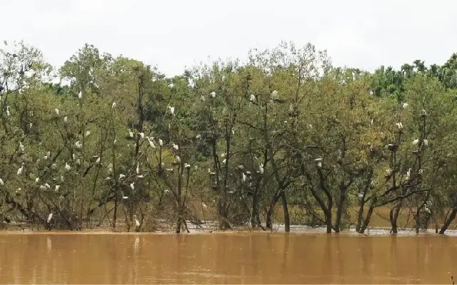 Plastic tide invades Kerala backwaters as MSC ELSA 3 spill worsens - News Karnataka