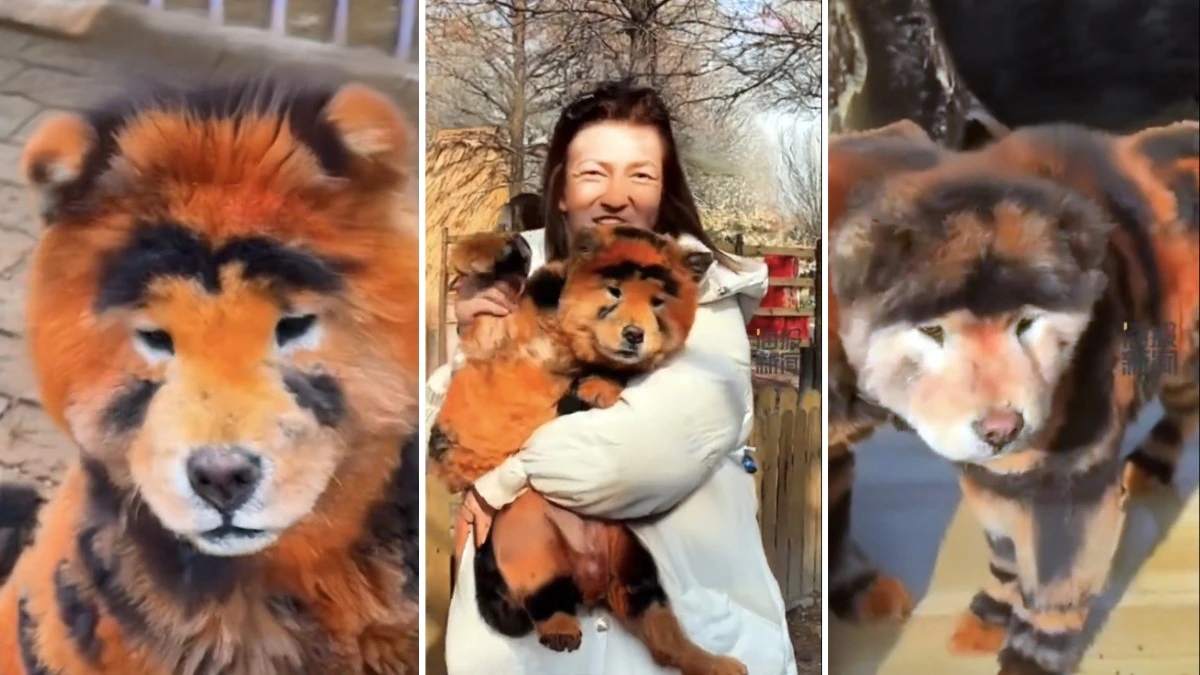 Chinese zoo faces criticism for dyeing dogs to look like tigers - News Karnataka