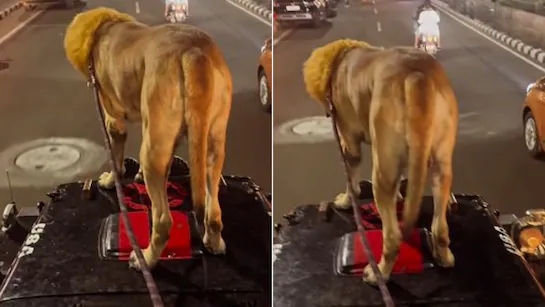 Dog dressed as lion scares crowd from inside jeep - News Karnataka