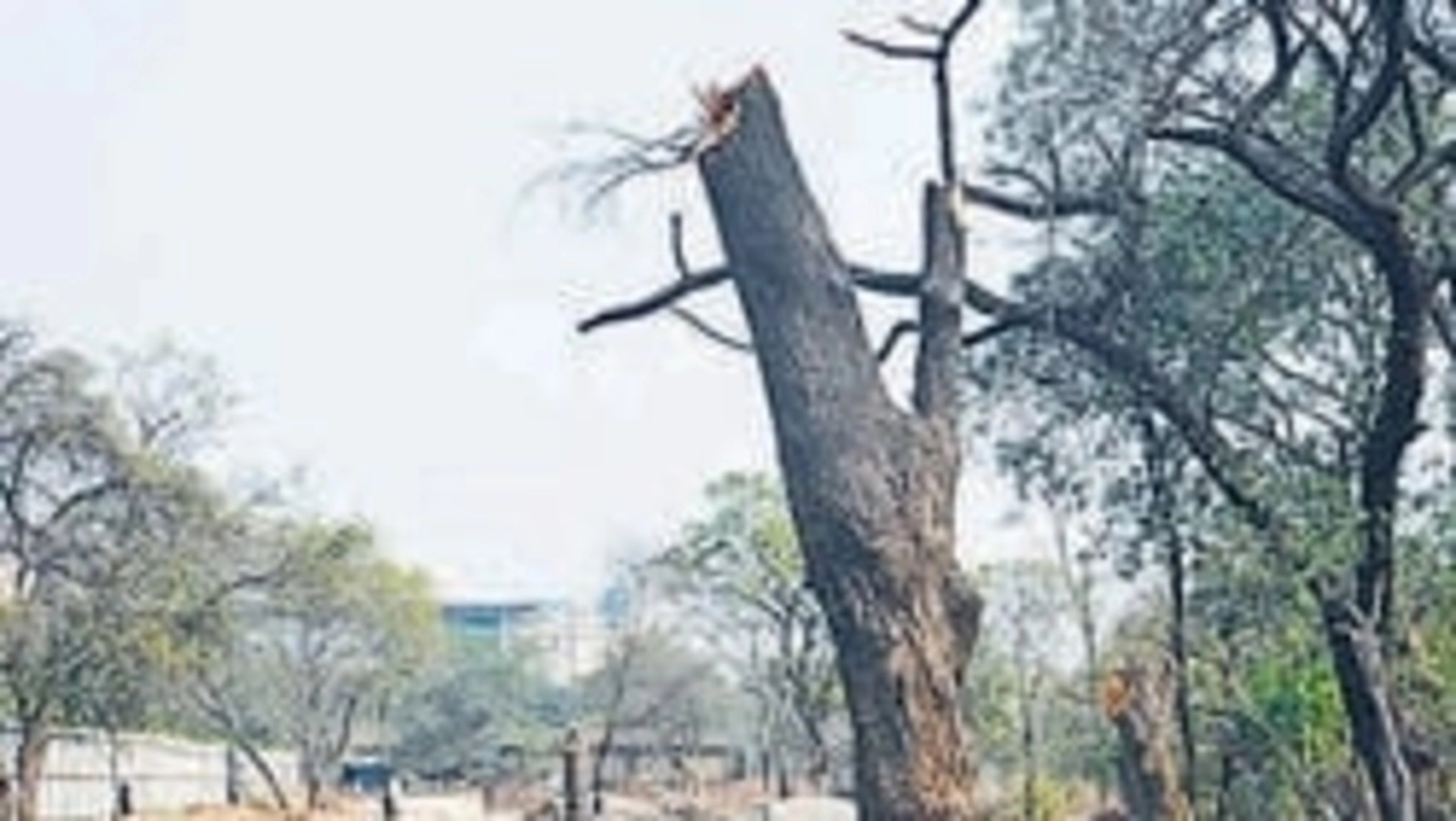 Private firm illegally cuts many trees to create power lines - News Karnataka