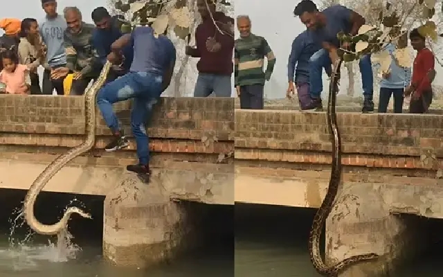 Fearless Snake Handler Pulls Giant Python from Canal in Viral Video - News Karnataka