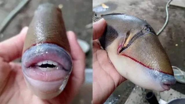 Fish with a face that almost like that of human - News Karnataka