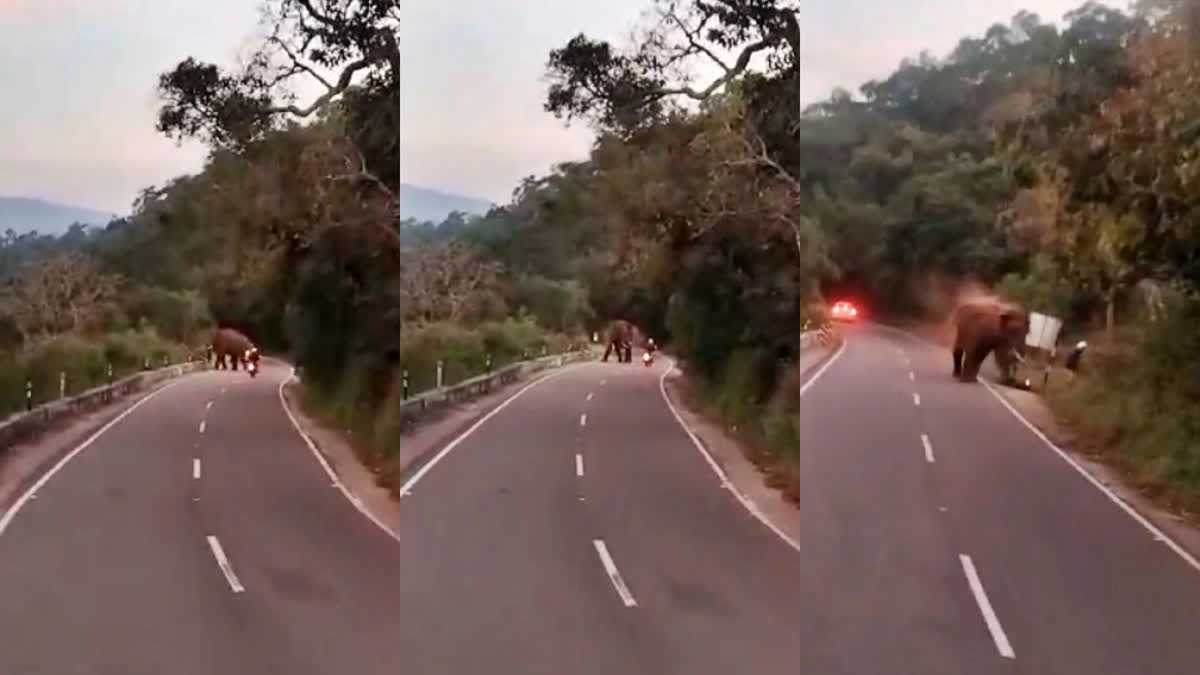 German tourist dies after wild elephant attacks on ghat road - News Karnataka
