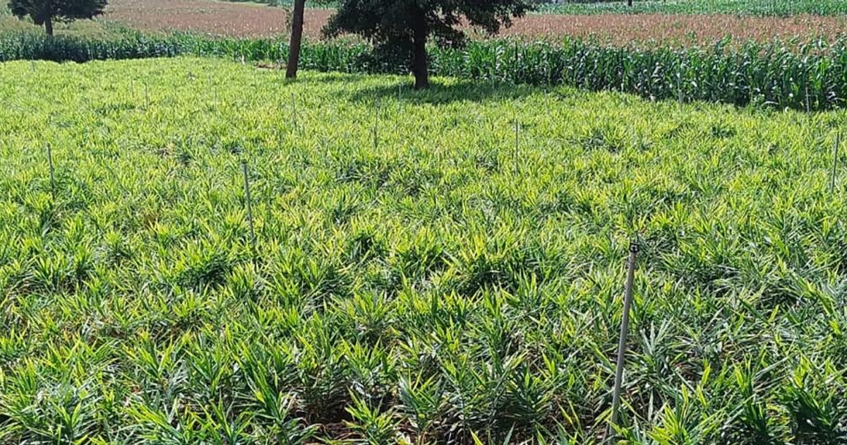 Ginger farms in Kodagu under threat as new fungal disease spreads rapidly - News Karnataka