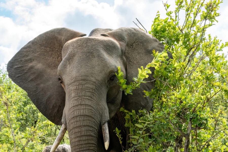 Another elephant tramples and kills man in Hassan - News Karnataka