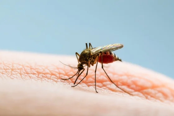 How viruses travel from mosquitoes to humans: the journey of EEE - News Karnataka