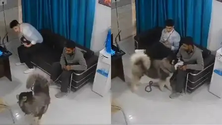 Dog plays with man at clinic, then bites his hand - News Karnataka