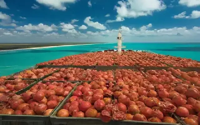 India Expands Agricultural Exports with First-Ever Pomegranate Shipment to Australia - News Karnataka