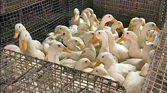 Karnataka on alert as bird flu spreads in neighboring states - News Karnataka