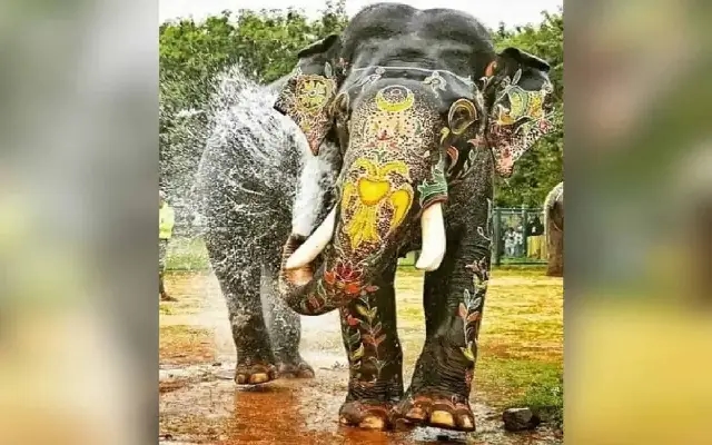 Legendary Dasara Elephant Arjuna to Get Life-Size Statue in Mysuru - News Karnataka