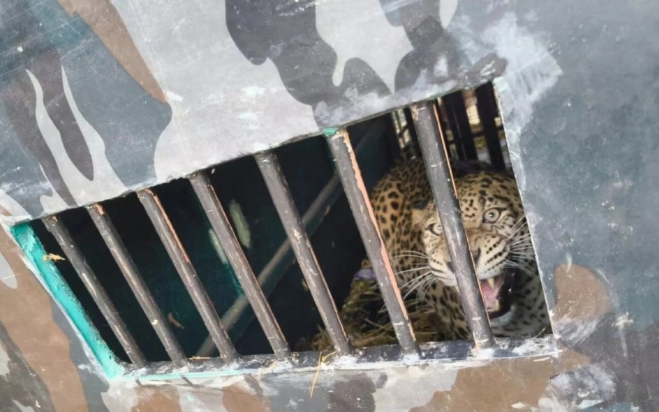 Leopard terror ends as forest officials trap big cat in Raichur - News Karnataka