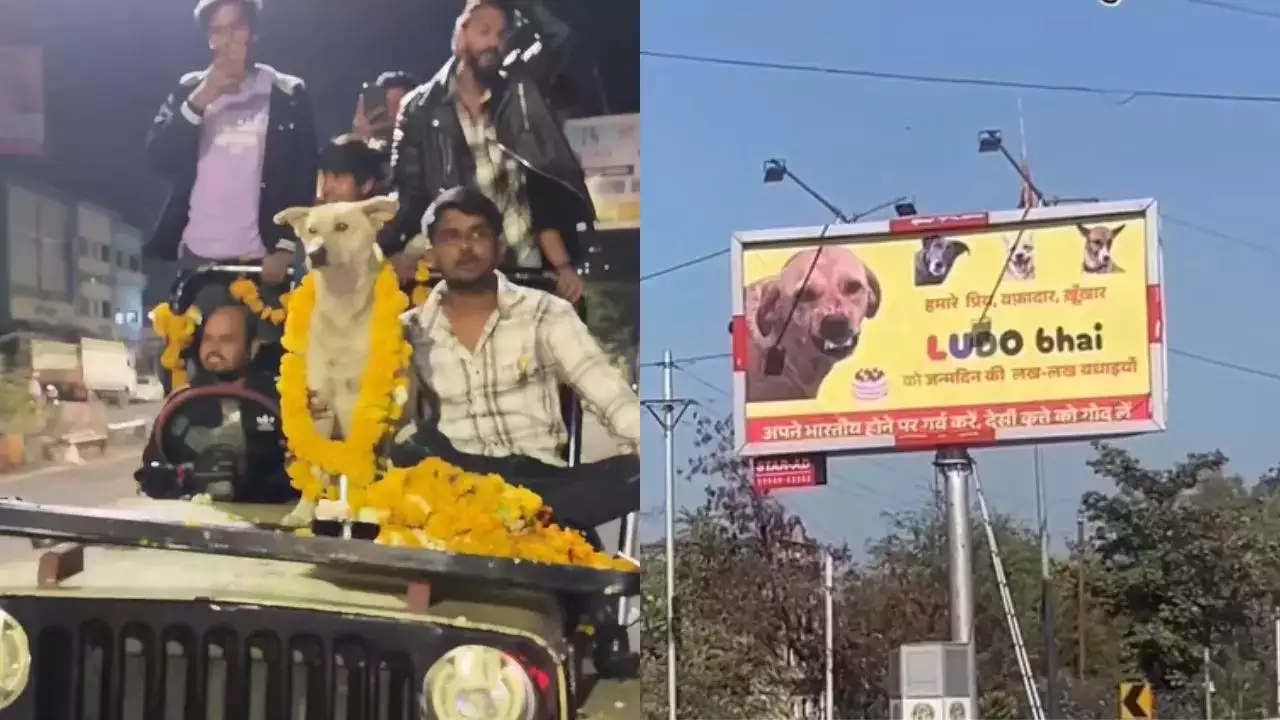 Friends plan dog's birthday party with a cake, fireworks and banners on roads - News Karnataka