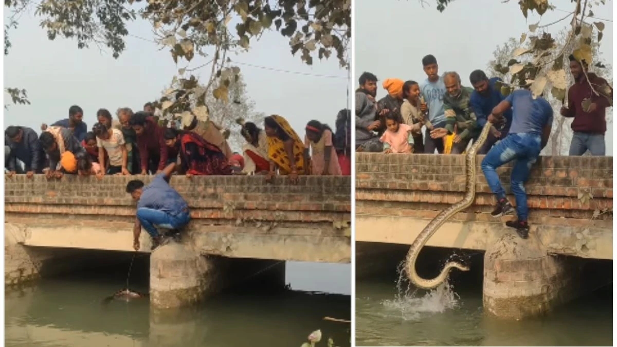 Man pulls giant python from river with bare hands, netizens angry - News Karnataka