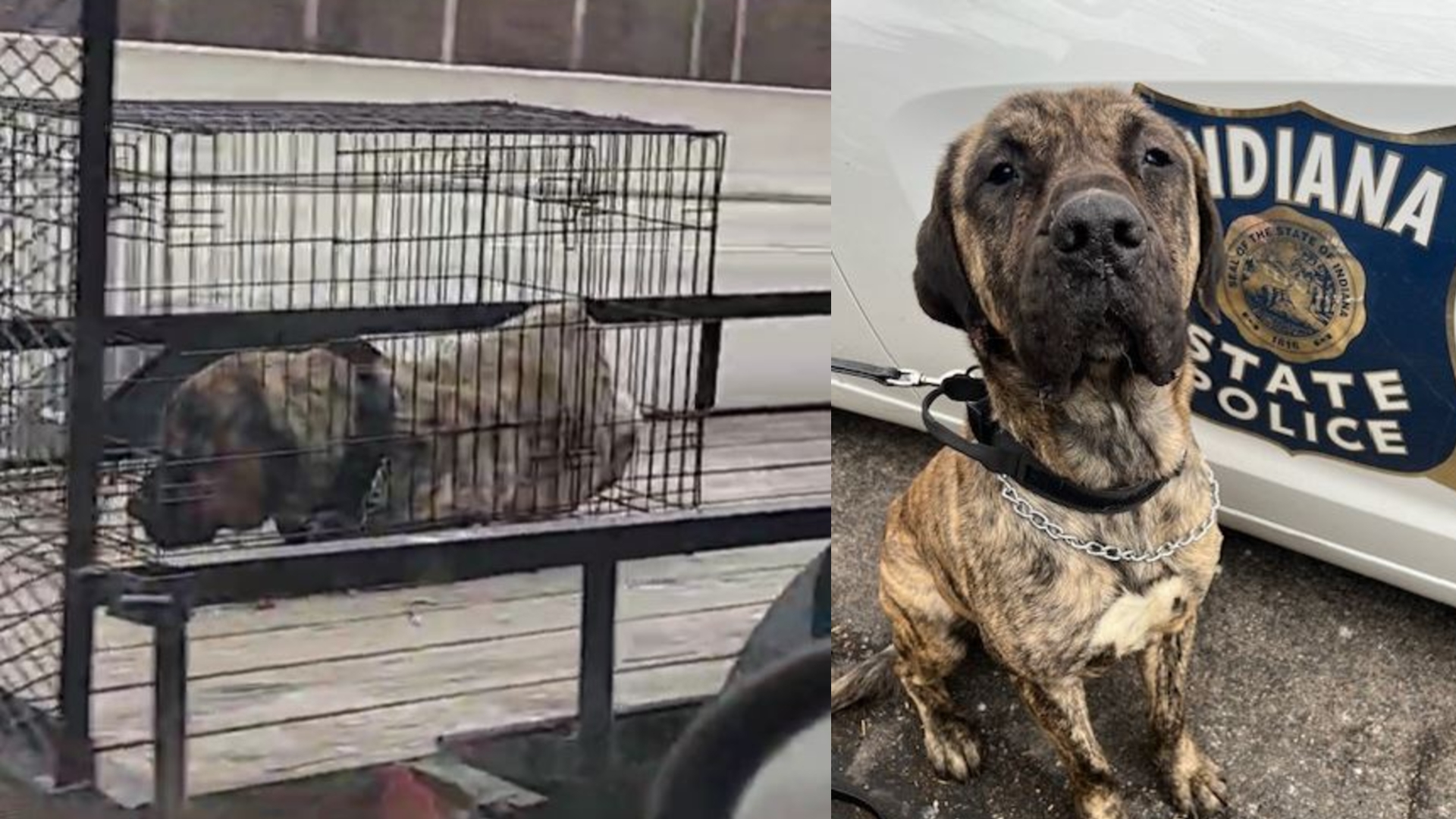 Man throws dog from car in middle of highway, passerby calls 911 - News Karnataka