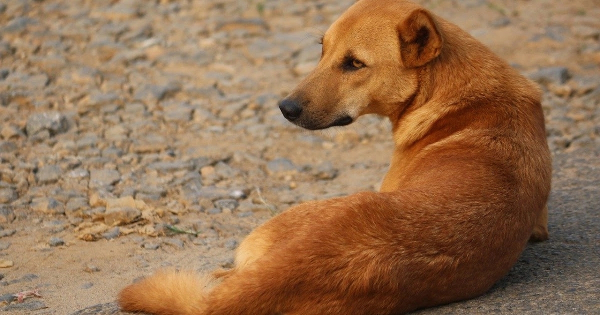 Mangalore to manage stray dogs better to prevent tragedies - News Karnataka