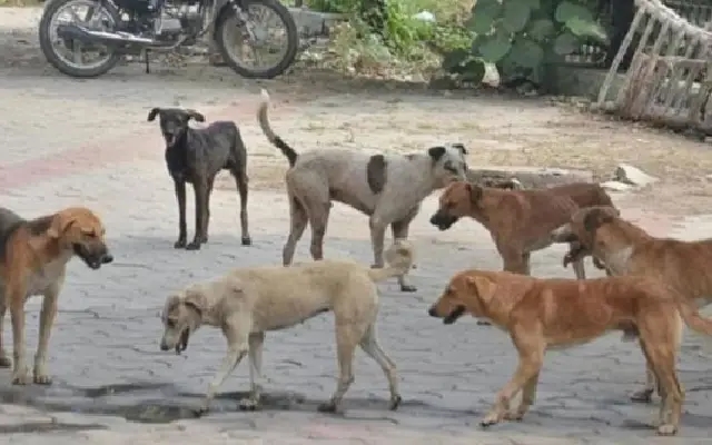 Mangaluru to Launch Comprehensive Stray Dog Survey for the First Time - News Karnataka