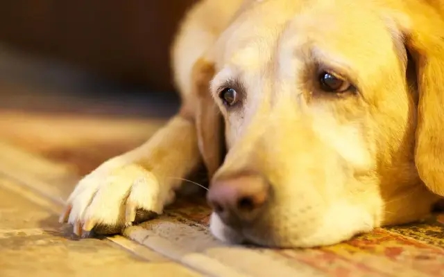 Grief and Loyalty: Pet Dog Mourns Owner’s Tragic Death in Maha Kumbh Stampede - News Karnataka