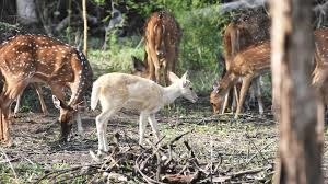Rare white deer found roaming in Panchgani forest in Maharashtra - News Karnataka