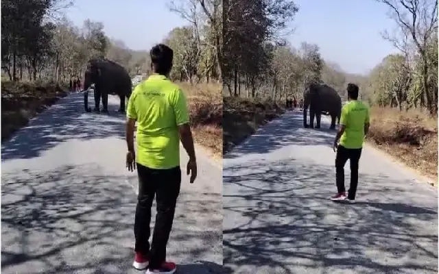 Rs 25,000 Fine Imposed on Man for Disturbing Wild Elephant in Bandipur Forest - News Karnataka