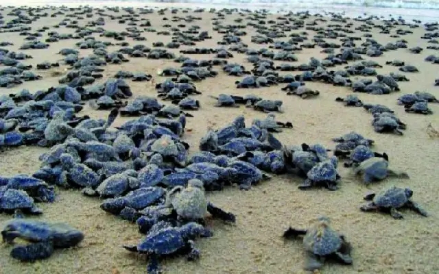 Sasihithlu Welcomes 95 Olive Ridley Hatchlings to the Sea - News Karnataka