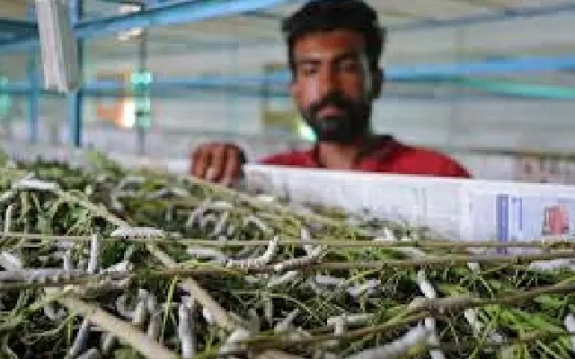 Sericulture in Karnataka Faces Challenges Amid Climate Change and Market Shifts - News Karnataka