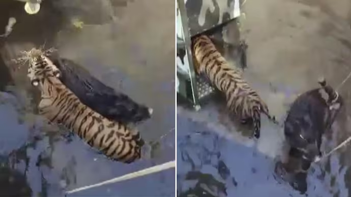 Tiger and boar wait peacefully for rescue while trapped together in well - News Karnataka
