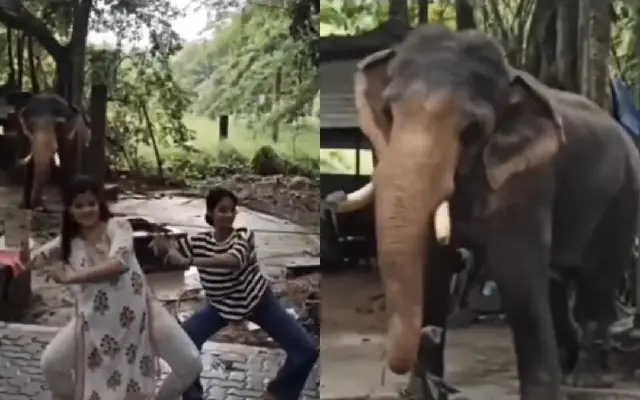 Viral ‘Dancing Elephant' Video Sparks Debate on Animal Behavior - News Karnataka