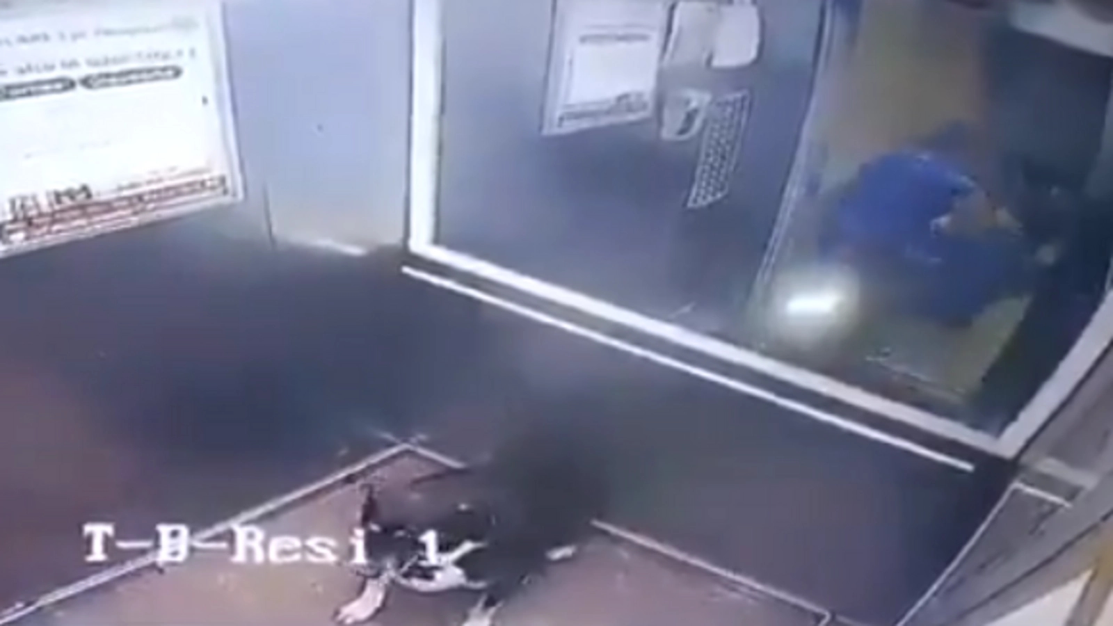 Woman assaults child for not being friendly to her dog - News Karnataka