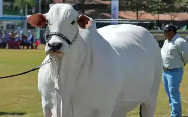 World’s Most Expensive Cow: Viatina-19 Breaks Records with $4 Million Sale - News Karnataka