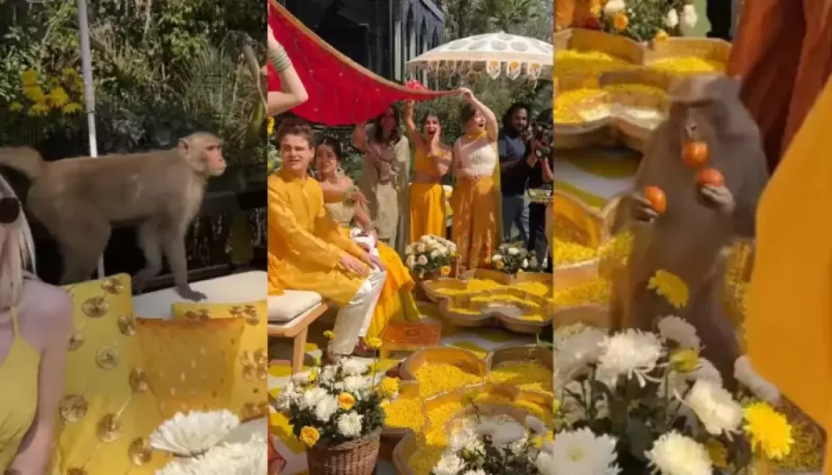 Monkey's Food Heist at Haldi Ceremony Goes Viral - News Karnataka