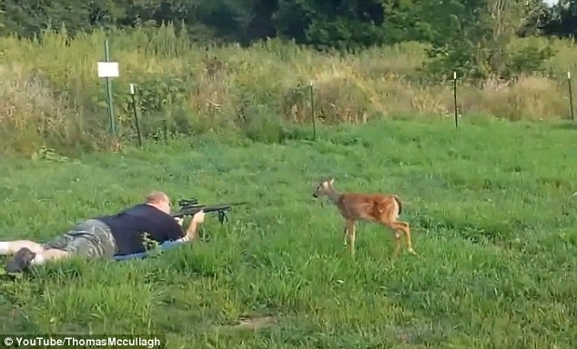 Baby deer walks up to greet hunter, poses before his gun - News Karnataka