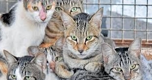 Over 300 Cats Rescued from Inhumane Conditions in Pune Flat - News Karnataka