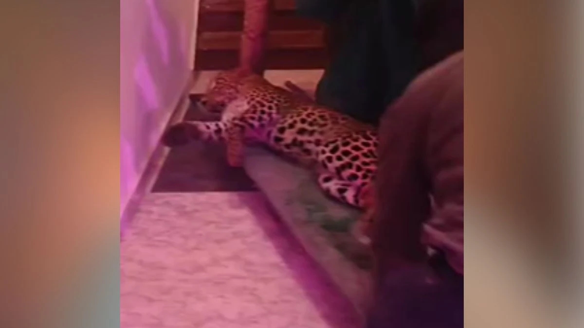 "Leopard Gatecrashes Wedding in Lucknow, Leads to Chaos and Overnight Rescue" - News Karnataka