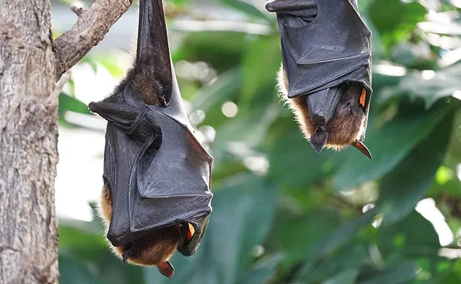 Wuhan Institute Discovers New Coronavirus in Bats: HKU5-CoV-2 - News Karnataka