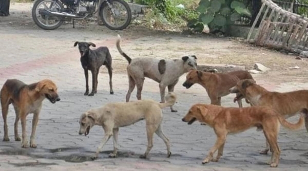 UT Khader Calls for Action on Sand Availability, Infrastructure and Stray Dog issues - News Karnataka