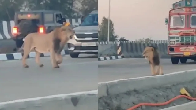 Asiatic Lion Causes Traffic Delay on Gujarat Highway, Video Goes Viral - News Karnataka
