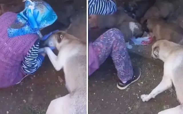 A Heartwarming Display of Dogs Gratitude Goes Viral: A Touching Moment - News Karnataka