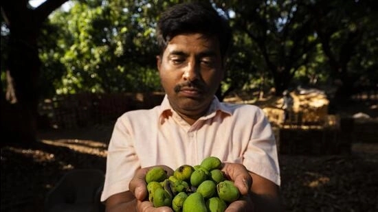 Alphonso mango farmers struggle as heat waves slash yield - News Karnataka