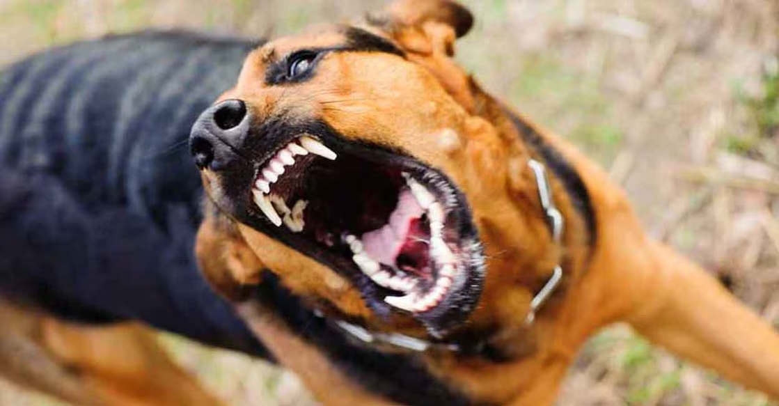 5-year-old girl critically injured in Belagavi's stray dog menace - News Karnataka