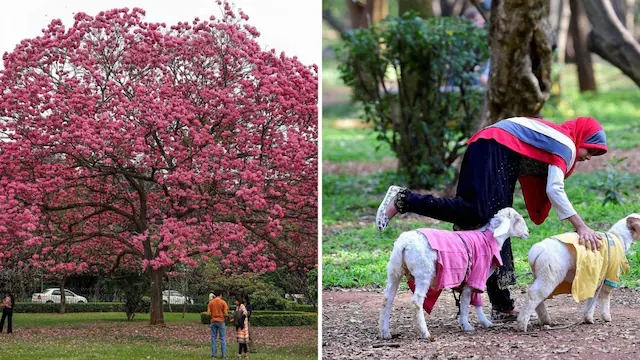 Bengaluru’s beloved Cubbon Park faces threat as protests erupt - News Karnataka