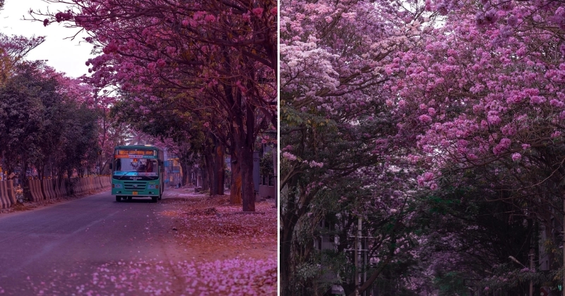 Bengaluru all pink with flowers everywhere this spring - News Karnataka