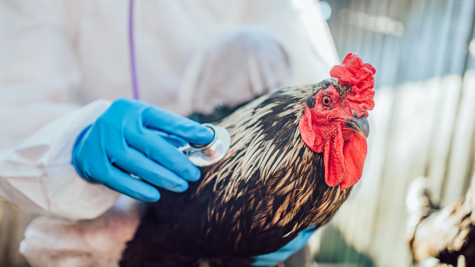 Bird flu alert: Udupi district on high vigilance - News Karnataka