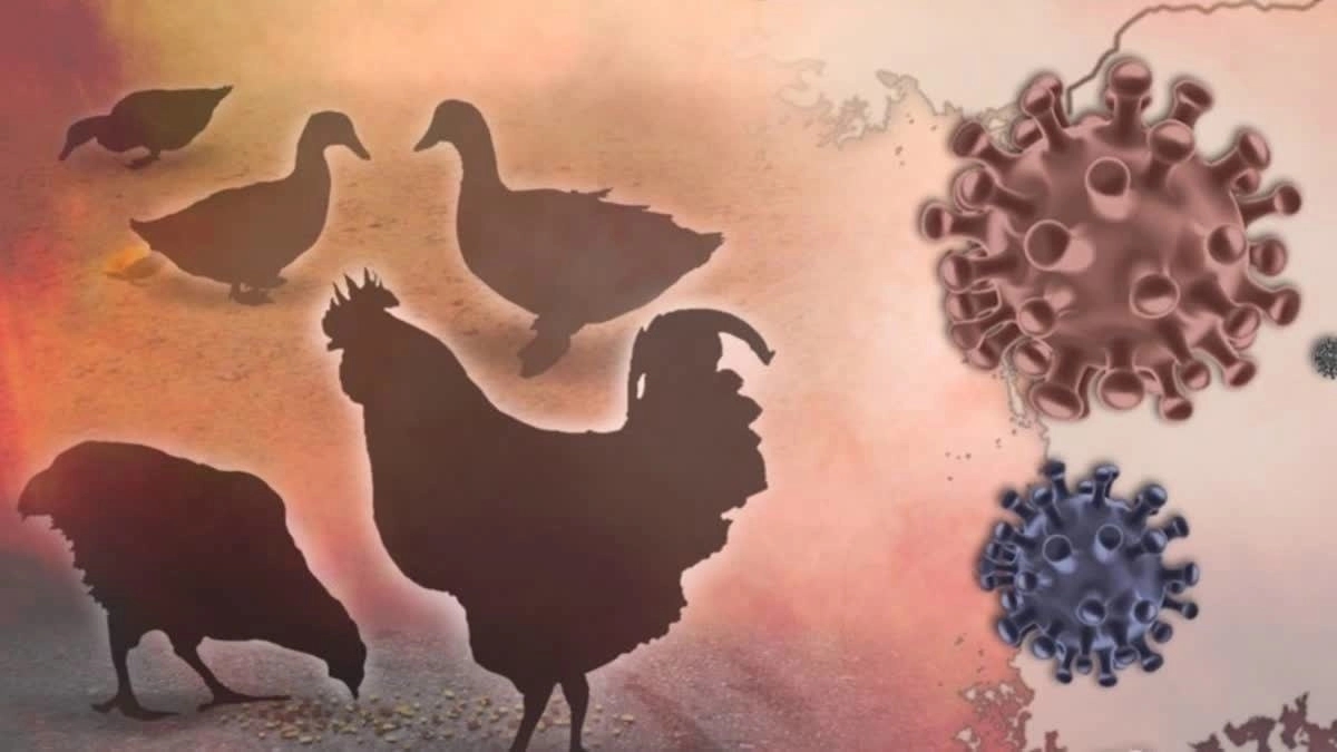 Over 4,000 chickens dead in bird flu outbreak - News Karnataka