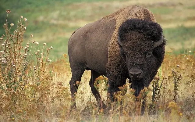 Chikkamagaluru Forest Dept. Plans Bison Relocation Amid Rising Man-Wildlife Conflict - News Karnataka