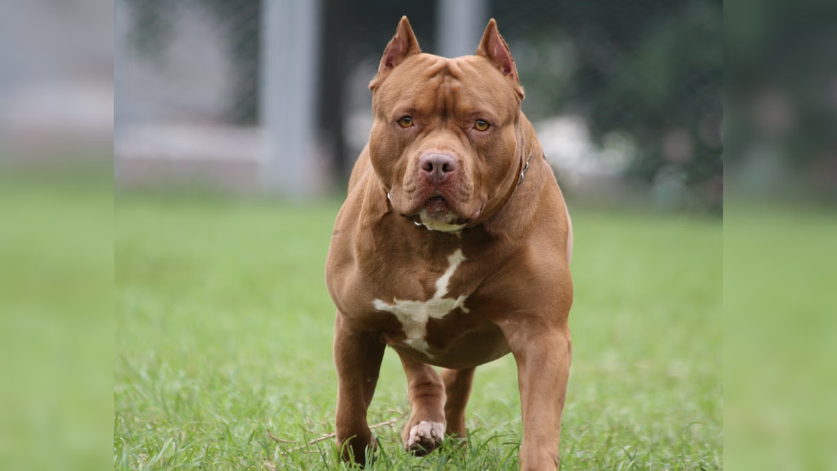 Brave pitbull sacrifices life shielding kids from deadly cobra in Hassan - News Karnataka