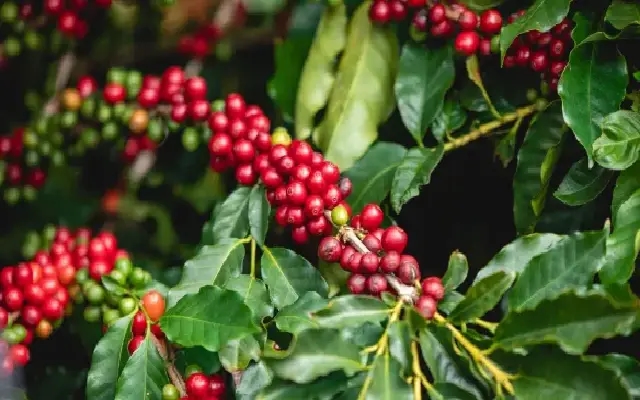 Coffee Cultivation Gains Momentum in Dakshina Kannada: CCRI Survey Offers Fresh Hope - News Karnataka