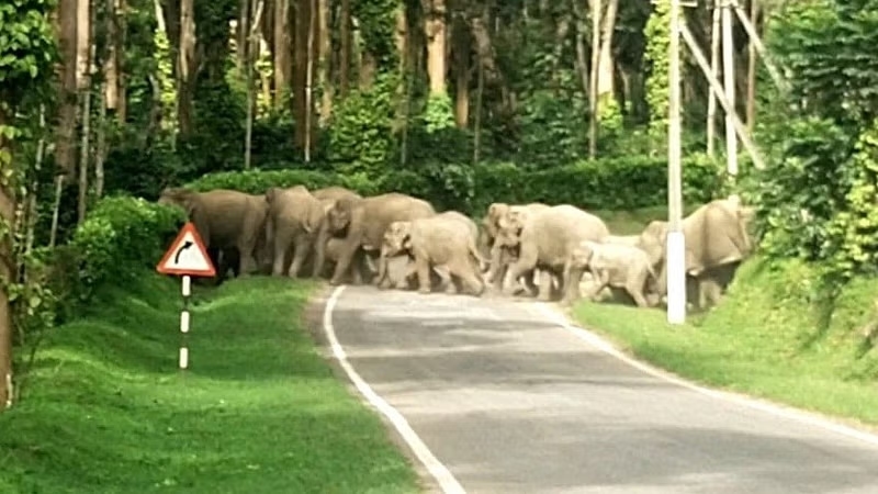Elephant herd creates panic in Kodagu coffee estate; forest operation planned - News Karnataka