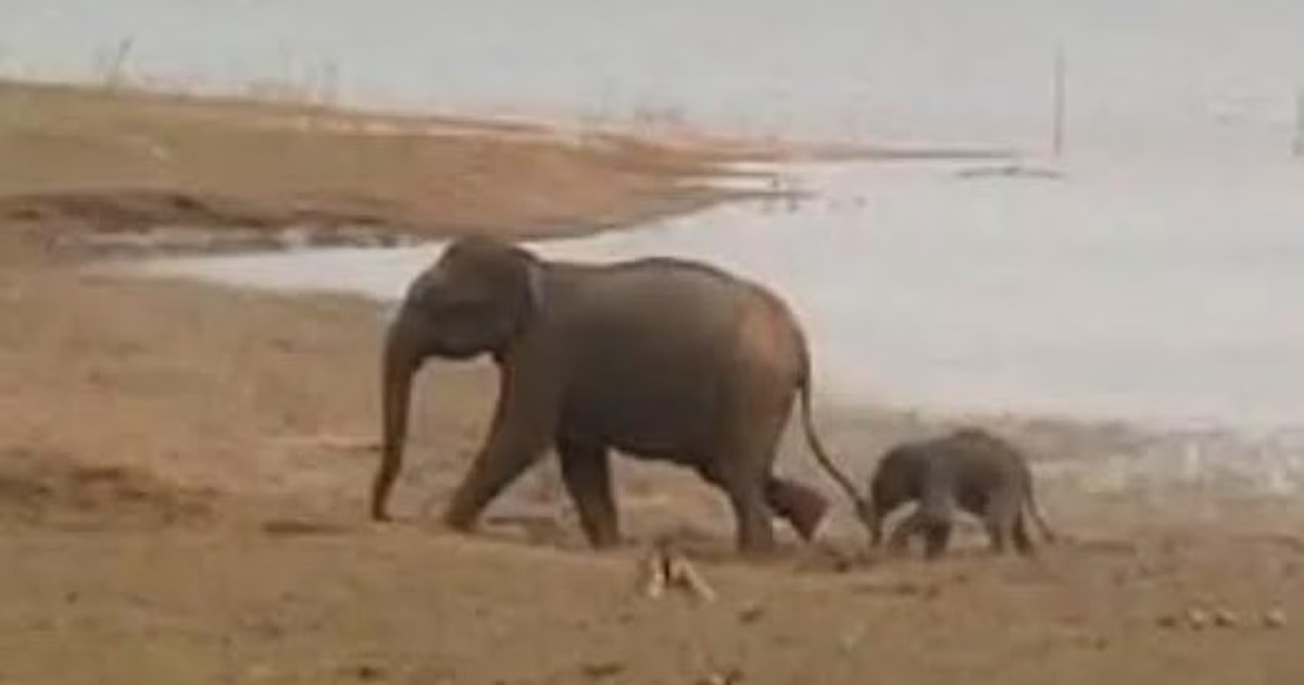 Elephants terrorize school kids, villager's quick action prevents disaster - News Karnataka